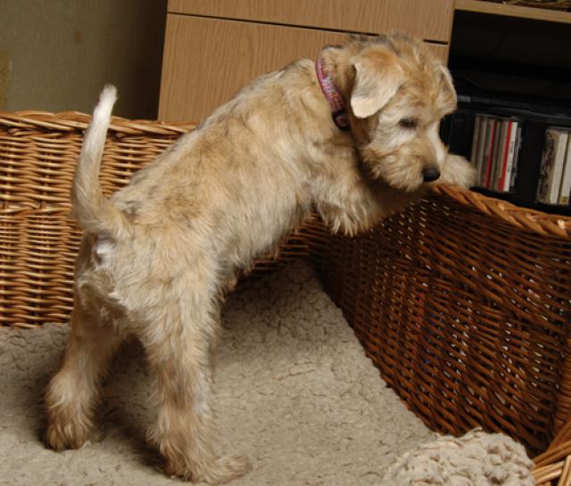 BonAquarel — Irish softcoated wheaten terriers kennels