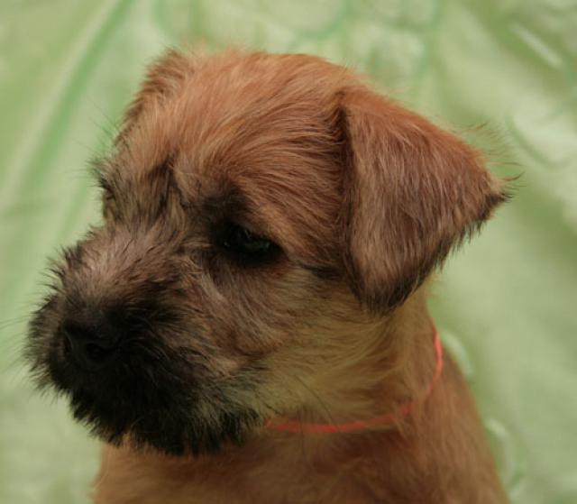 BonAquarel — Irish softcoated wheaten terriers kennels