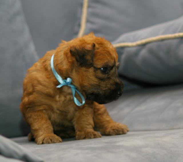 BonAquarel — Irish softcoated wheaten terriers kennels