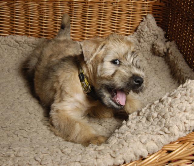 BonAquarel — Irish softcoated wheaten terriers kennels