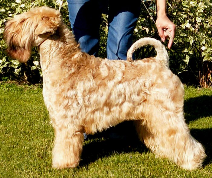 BonAquarel — Irish soft-coated wheaten terriers kennels