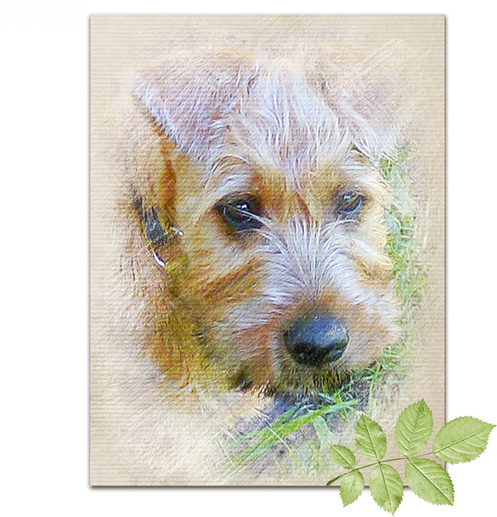 irish soft coated wheaten terrier kennel